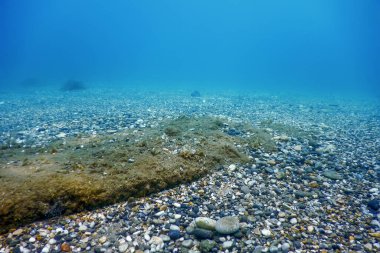 Deniz tabanında Su Altında Kayalar ve Çakıl Taşları