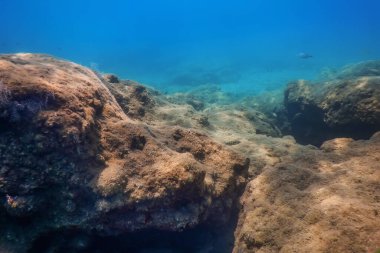 Deniz Yaşamı Su Altında Kayalar Güneş Işığı Altında Yaşam