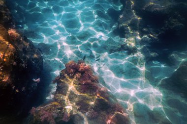 Denizin Altında, Sualtı Sahnesi Güneş Işığı, Su Altında Balık Yaşamı.