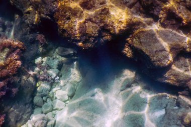 Deniz Yaşamı Su Altında Kayalar Güneş Işığı Altında Yaşam