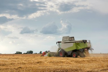 Buğday tarlasında çalışan hasat makinesini birleştirin. Buğday hasat ediyorum..