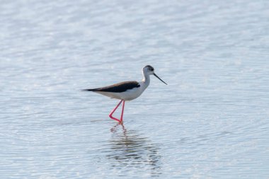 Kara Kanatlı Stilt Sığ Suda (Himantopus himantopus)