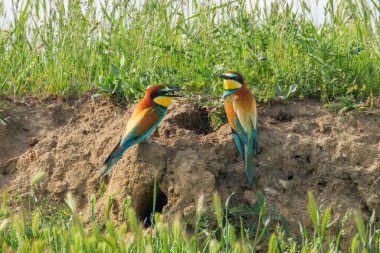 Avrupa Arı Yiyen (Merops Apiaster))