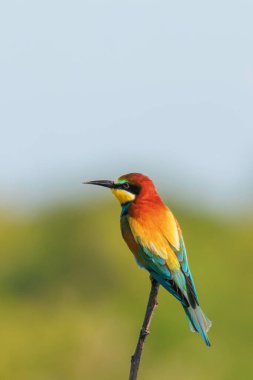 Avrupa Arı Yiyen (Merops Apiaster))