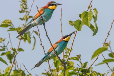 Avrupa Arı Yiyen (Merops Apiaster))