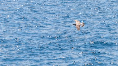 Genç martı denizin üzerinde uçuyor Yaklaş