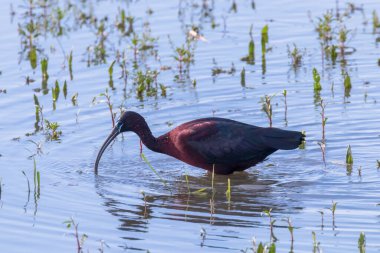 Parlak Ibis (Plegadis falcinellus) Dalgalı Kuş