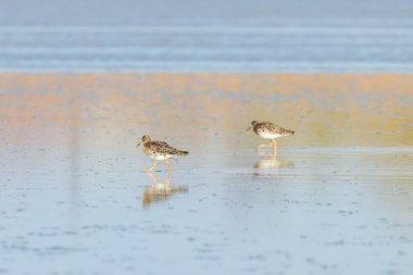 Ruff su kuşu (Philomachus pugnax) Suda yakut
