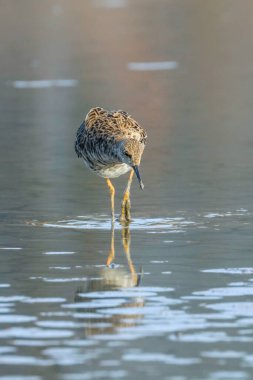 Ruff su kuşu (Philomachus pugnax) Suda yakut