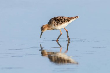Ruff su kuşu (Philomachus pugnax) Suda yakut