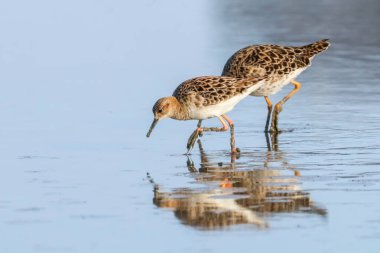 Ruff su kuşu (Philomachus pugnax) Suda yakut