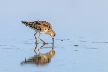 Ruff su kuşu (Philomachus pugnax) Suda yakut