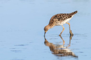 Ruff su kuşu (Philomachus pugnax) Suda yakut