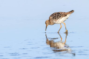 Ruff su kuşu (Philomachus pugnax) Suda yakut