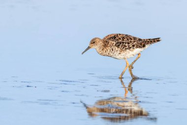 Ruff su kuşu (Philomachus pugnax) Suda yakut