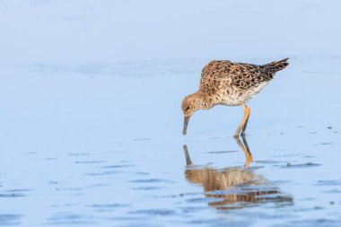 Ruff su kuşu (Philomachus pugnax) Suda yakut