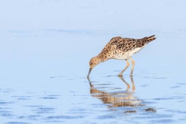 Ruff su kuşu (Philomachus pugnax) Suda yakut