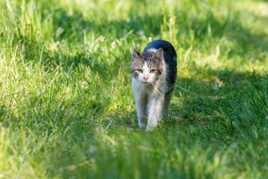 Evcil Kedi Çimende Oynuyor