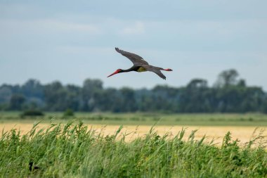 Kara Leylek Uçuyor (Ciconia nigra)