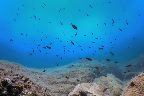 Sea Life Unterwasser Felsen Sonnenlicht Unterwasser Leben Tierwelt — Stockfoto