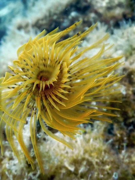 Gusano Bajo Agua Sabella Spallanzanii Vida Marina Submarina — Foto de Stock