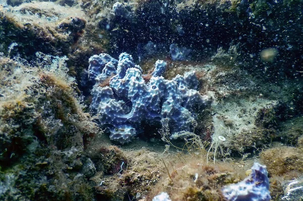 Dysidea Avara 地中海海绵 粉红壁炉海绵 — 图库照片