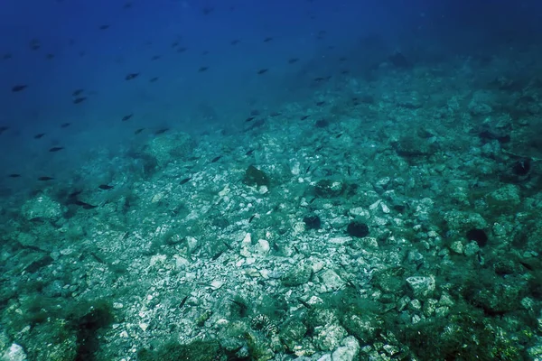 Морская Жизнь Подводные Камни Солнечный Свет Подводная Жизнь Дикая Природа — стоковое фото