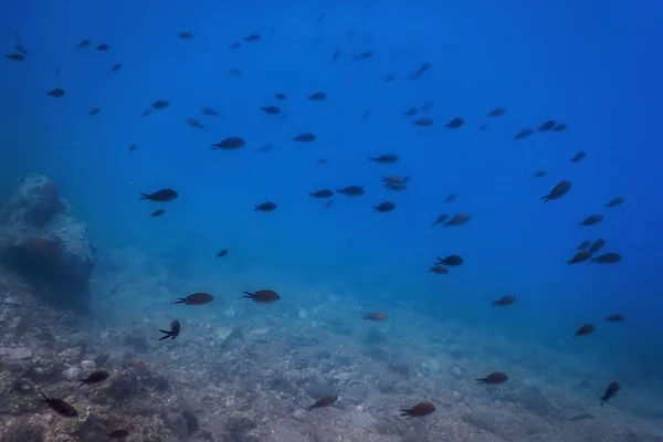 Sea Life Underwater Rocks Sunlight Underwater Life Wildlife — Stock Photo, Image