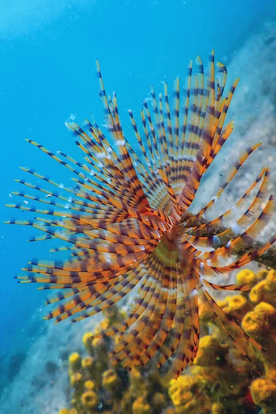 Gusano Bajo Agua Sabella Spallanzanii Vida Marina Submarina — Foto de Stock