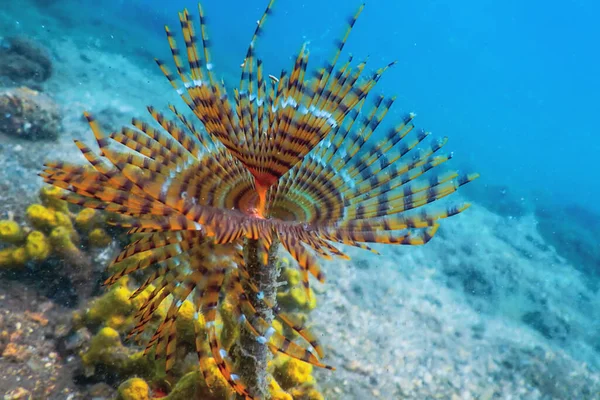 Gusano Bajo Agua Sabella Spallanzanii Vida Marina Submarina — Foto de Stock