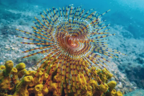 Buisworm Onderwater Sabella Spallanzanii Onderwaterleven — Stockfoto
