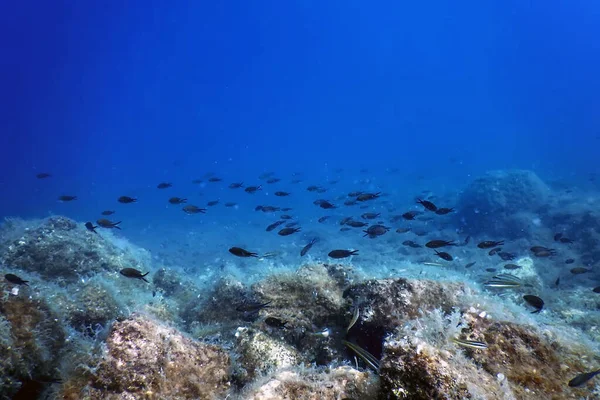 Deniz Yaşamı Su Altında Kayalar Güneş Işığı, Su Altında Yaşam, Vahşi Yaşam