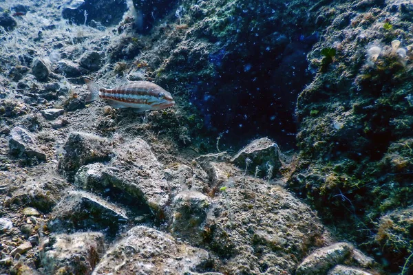 Comber Fish Serranus Cabrilla Underwater Scene Wildlife — 스톡 사진