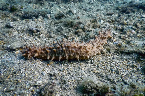 Havsgurkor Som Ligger Havsbotten Sea Life Underwater — Stockfoto