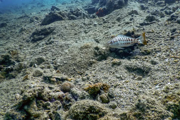 Comber Fish Serranus Cabrilla Podvodní Scéna Volně Žijící Zvěř — Stock fotografie