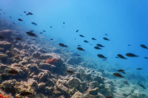 Zeeleven Onderwaterrotsen Zonlicht Onderwater Leven Wilde Dieren — Stockfoto