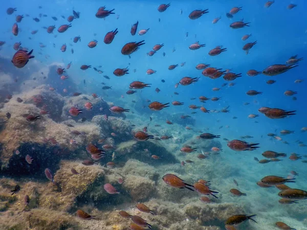 Sea Life Unterwasser Felsen Sonnenlicht Unterwasser Leben Tierwelt — Stockfoto