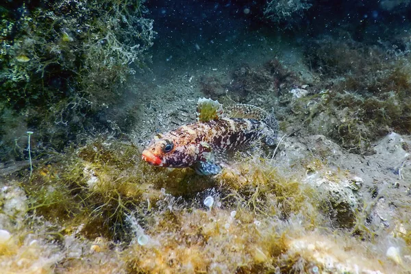 Goby Boca Roja Gobius Cruentatus Fauna Submarina — Foto de Stock