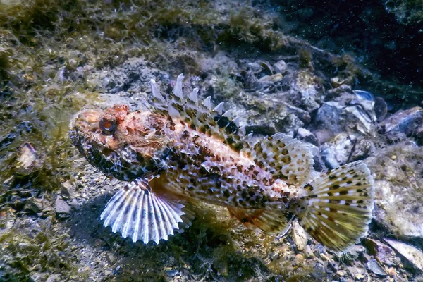 Peces Escorpión Vida Submarina Scorpionfish Scorpaena Notata Vida Silvestre — Foto de Stock