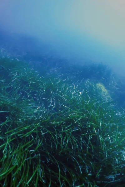 Forest Seaweed Seaweed Underwater Underwater Scene Sea Life — Stock Photo, Image