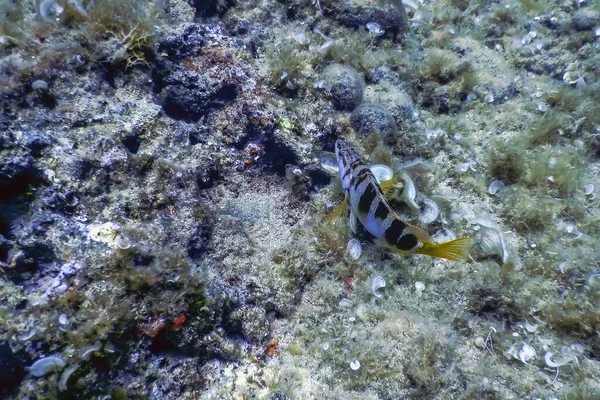 Comber Dipinto Serranus Scriba Mar Mediterraneo Fauna Selvatica Subacquea — Foto Stock