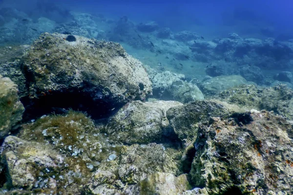 Sea Life Unterwasser Felsen Sonnenlicht Unterwasser Leben Tierwelt — Stockfoto