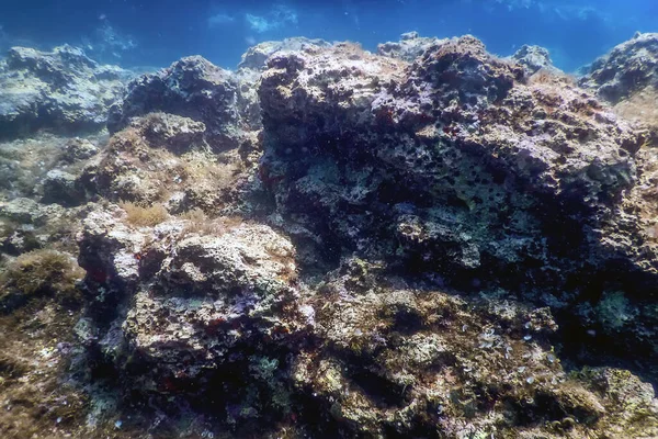 Sea Life Underwater Rocks Sunlight Underwater Life Wildlife — Stock Photo, Image