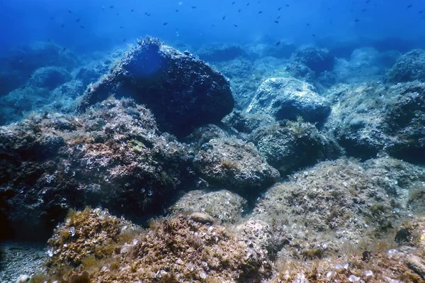 Морская Жизнь Подводные Камни Солнечный Свет Подводная Жизнь Дикая Природа — стоковое фото