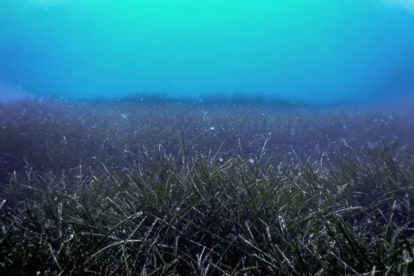 海藻林 海藻林 水底景观 海洋生物 — 图库照片