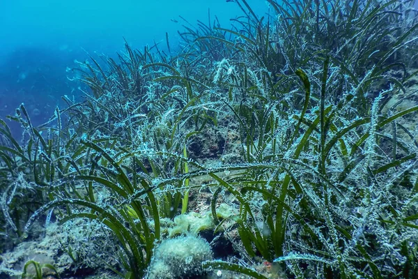 Ліс Водоростей Водорості Під Водою Підводна Сцена Морське Життя — стокове фото