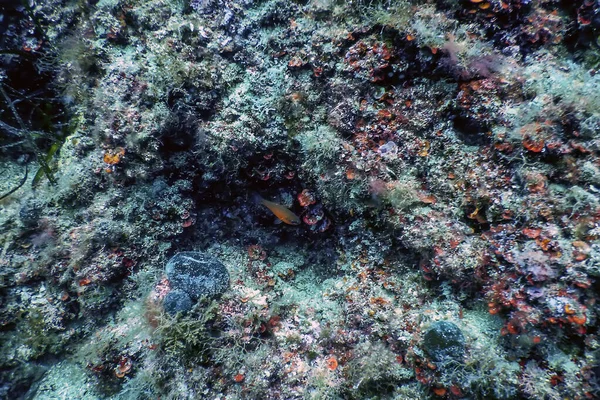 海の生命水中岩日光 水中生活 野生生物 — ストック写真