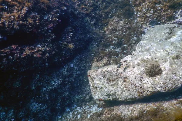 Vita Marina Rocce Sottomarine Luce Del Sole Vita Sottomarina Fauna — Foto Stock