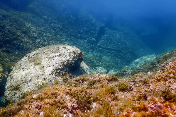 Vita Marina Rocce Sottomarine Luce Del Sole Vita Sottomarina Fauna — Foto Stock