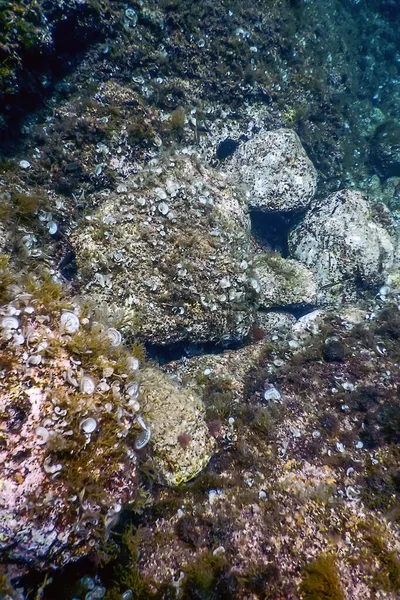 Vie Marine Rochers Sous Marins Lumière Soleil Vie Sous Marine — Photo